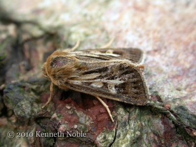 antler moth (Cerapteryx graminis) Kenneth Noble